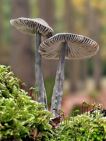 Helmovka rýhonohá - Mycena polygramma