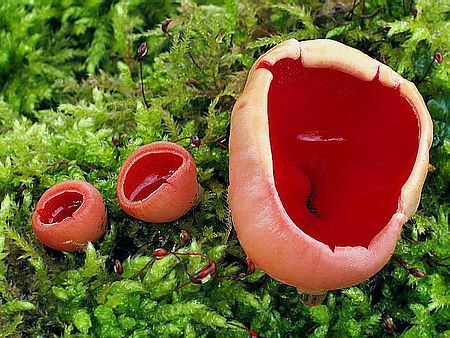  Ohnivec šarlatový - Sarcoscypha coccinea