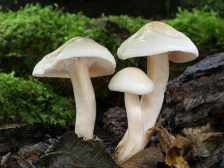 Šťavnatka drvopleňová - Hygrophorus cossus