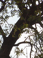 Výřez (R), 1/500 s, Clona: 5.6, ISO: 64, Ohnisková vzdálenost: 4.92 mm