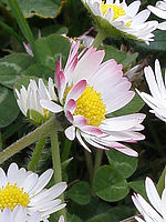 Výřez (R), 1/60 s, Clona: 5.6, ISO: 64, Ohnisková vzdálenost: 5.72 mm