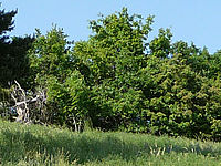 Výřez (R), 1/500 s, Clona: 3.3, Ohnisková vzdálenost (EQ35mm): 28 mm,ISO: 100