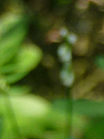 Výřez (R), 1/100 s, Clona: 4.5, Ohnisková vzdálenost (EQ35mm): 62 mm,ISO: 100
