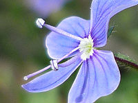 Výřez (R), 1/500 s, Clona: 2.8, Ohnisková vzdálenost (EQ35mm): 25 mm,ISO: 100