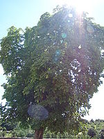 Náhled, 1/250 s, Clona: 4.0, ISO: 80, Ohnisková vzdálenost: 5.20 mm