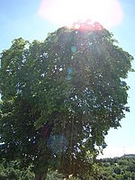 Náhled, 1/250 s, Clona: 4.5, ISO: 80, Ohnisková vzdálenost: 5.20 mm