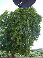 Náhled, 1/125 s, Clona: 4.0, ISO: 80, Ohnisková vzdálenost: 5.20 mm