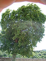 Náhled, 1/125 s, Clona: 4.0, ISO: 80, Ohnisková vzdálenost: 5.20 mm