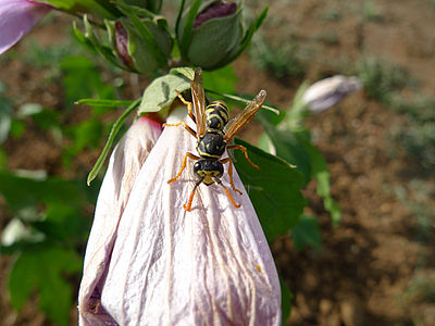 Včelička (vosička ;-))