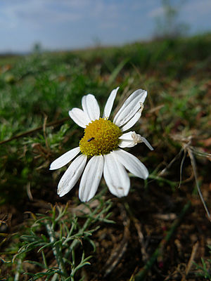 Plně automatická expozice dopadla i v bílé výborně