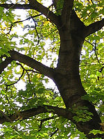 Výřez (R), 1/160 s, F2.7, ISO: 80, f35 mm (35mm ekv.)