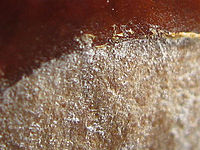 Výřez (R), 1/320 s, F2.7, ISO: 80, f35 mm (35mm ekv.)