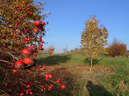 (R) 1/400 s,F4.0,ISO: 80,f 24 mm (35mm ekv.)