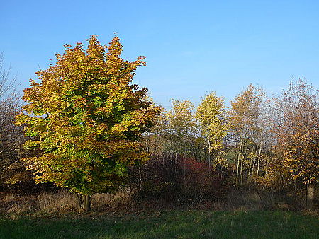 (R) 1/800 s,F2.4,ISO: 80,f 37 mm (35mm ekv.)