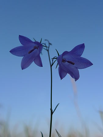 (R) 1/500 s,F3.5,ISO: 80,f 35 mm (35mm ekv.)