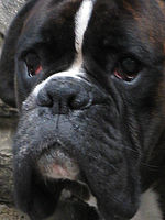 Výřez (R) 1/80 s,F4.0,ISO: 80,f 142 mm (35mm ekv.)