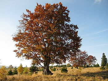 (R)Originál, 1/320 s,F4.0,ISO: 80,f 34 mm (35mm ekv.)