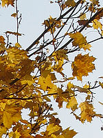 Výřez (R) 1/800 s,F4.0,ISO: 80,f 81 mm (35mm ekv.)