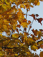 Výřez (R) 1/800 s,F4.0,ISO: 80,f 81 mm (35mm ekv.)