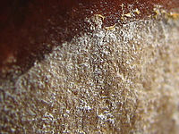 Výřez (R) 1/160 s,F4.0,ISO: 80,f 34 mm (35mm ekv.)