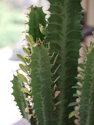 ISO: 100  Doba expozice: 1/100 s Clona: 3.2 