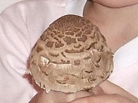 Výřez (R) 1/60 s,F3.8,ISO: 800