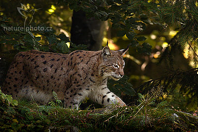 Rys ostrovid (Lynx lynx), Autor: Ondřej Prosický 