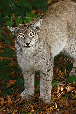 Rys ostrovid (Lynx lynx), Autor: Ondřej Prosický 