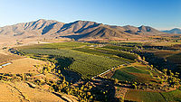 vinice u Ovalle