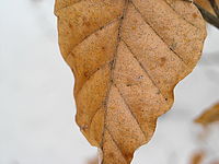 Náhled,f/4.7, 1/109 s ,ISO: 218, F 17.10 mm 