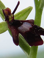 (R) Výřez, f/8.0, 1/125 s, ISO: 80, Ohnisková vzdálenost: 6.20 mm, Blesk podrobně: Ne, Vypnutý blesk