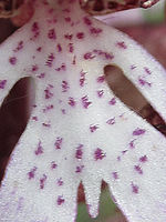 (R) Výřez, f/8.0, 1/100 s, ISO: 80, Ohnisková vzdálenost: 6.20 mm, Blesk podrobně: Ne, Vypnutý blesk