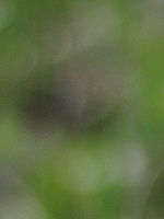 (R) Výřez, f/8.0, 1/100 s, ISO: 80, Ohnisková vzdálenost: 6.20 mm, Blesk podrobně: Ne, Vypnutý blesk