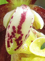 (R) Výřez, f/8.0, 1/100 s, ISO: 80, Ohnisková vzdálenost: 6.20 mm, Blesk podrobně: Ne, Vypnutý blesk