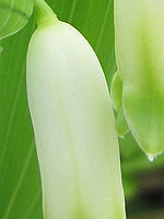 (R) Výřez, f/2.8, 1/320 s, ISO: 80, Ohnisková vzdálenost: 6.20 mm, Blesk podrobně: Ne, Vypnutý blesk