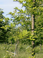 (R) Výřez, f/2.6, 1/800 s, ISO: 64, Ohnisková vzdálenost (EQ35mm): 28 mm 