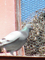 (R) Výřez, f/5.0, 1/320 s, ISO: 125, Ohnisková vzdálenost (EQ35mm): 676 mm 