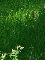 (R) Výřez, f/4.1, 1/320 s, ISO: 100, Ohnisková vzdálenost (EQ35mm): 70 mm 