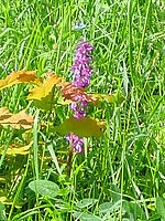 (R) Výřez, f/4.1, 1/320 s, ISO: 100, Ohnisková vzdálenost (EQ35mm): 70 mm 