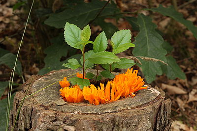 Obrázek č. 15 - Canon EOS 500D + EF 17-40mm f/4 L, citlivost ISO 400, čas 1/50s a clona f/11