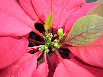 Ohnisková vzdálenost: 6.53 mm Clona: 4.1 Doba expozice: 1/125 s ISO: 800