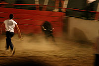 Toro | (c) Jiří Římánek Toro