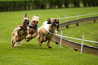 Dostihy | (c) Vendula Kuncová Dostihy