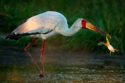 (c) Michal Jirouš | www.PhotoNature.cz