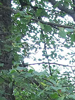 (R) Výřez, f/3.3, 1/120 s, ISO: 400, Ohnisková vzdálenost (EQ35mm): 29 mm 