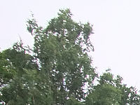 (R) Výřez, f/3.3, 1/250 s, ISO: 400, Ohnisková vzdálenost (EQ35mm): 29 mm 