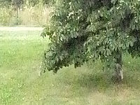 (R) Výřez, f/13, 1/1500 s, ISO: 12800, Ohnisková vzdálenost (EQ35mm): 91 mm 