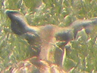 (R) Výřez, f/5.0, 1/310 s, ISO: 85, Ohnisková vzdálenost (EQ35mm): 1747 mm (Digitální zoom: 2.80)