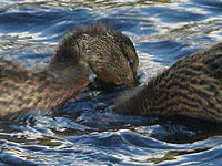 (R) Výřez, f/4.2, 1/150 s, ISO: 200, Ohnisková vzdálenost (EQ35mm): 114 mm 