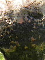 (R) Výřez, f/5.4, 1/96 s, ISO: 80, Ohnisková vzdálenost (EQ35mm): 278 mm (Digitální zoom: 0.00)